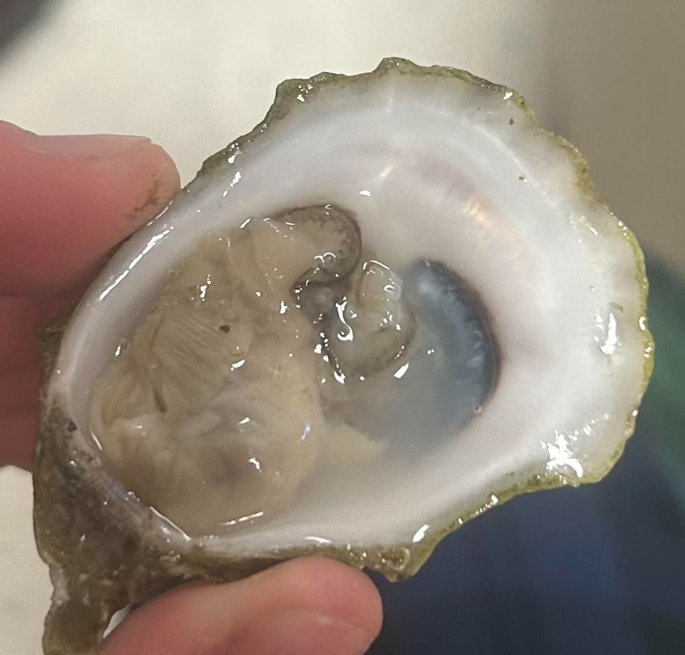 Oyster I shucked myself