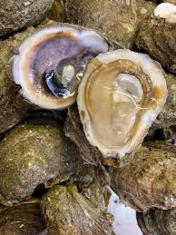 Cedar Point oyster