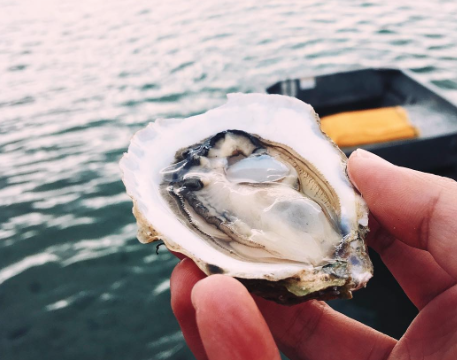 East Beach Blonde Oyster