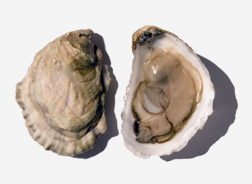 Moonstone oyster
